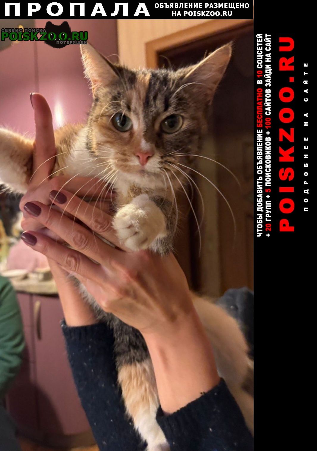 ���� ������� �����