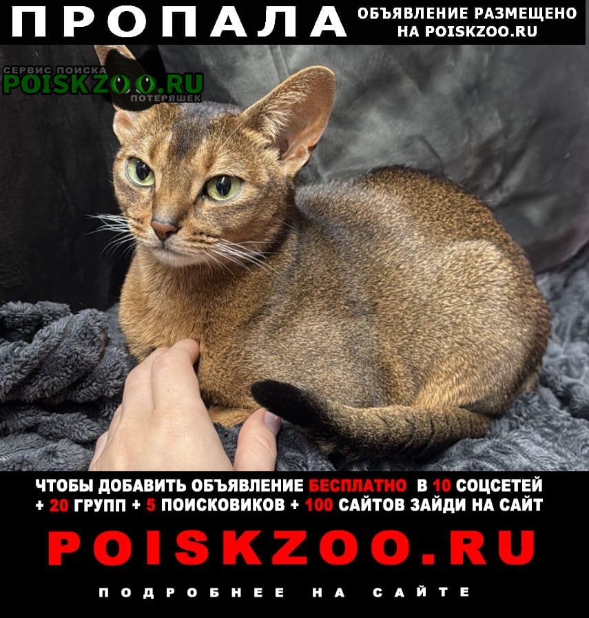 ���� ������� �����