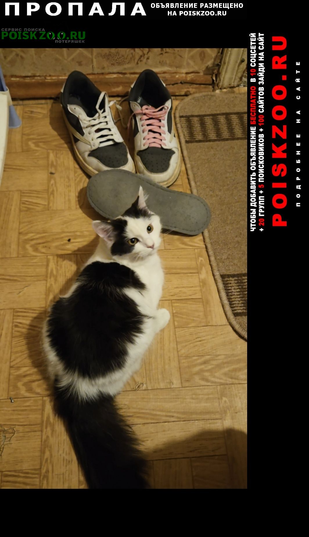 ���� ������� �����