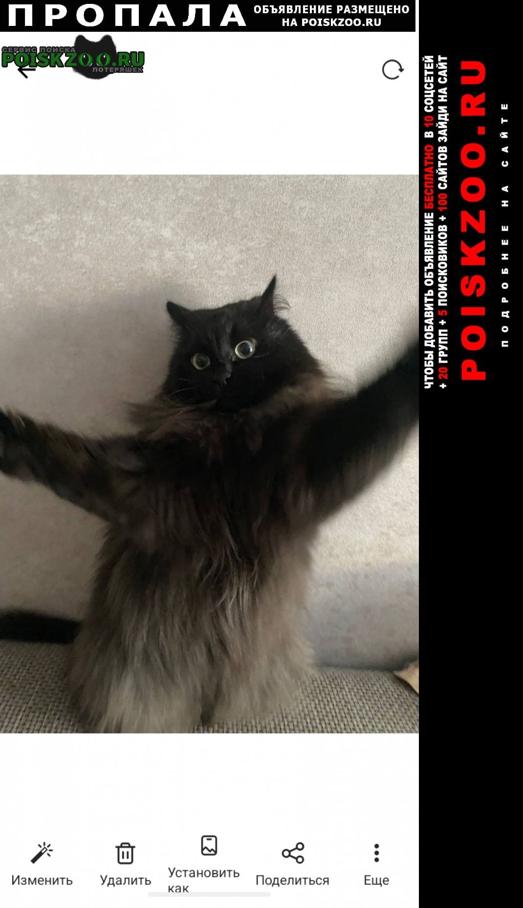 ���� ������� �����