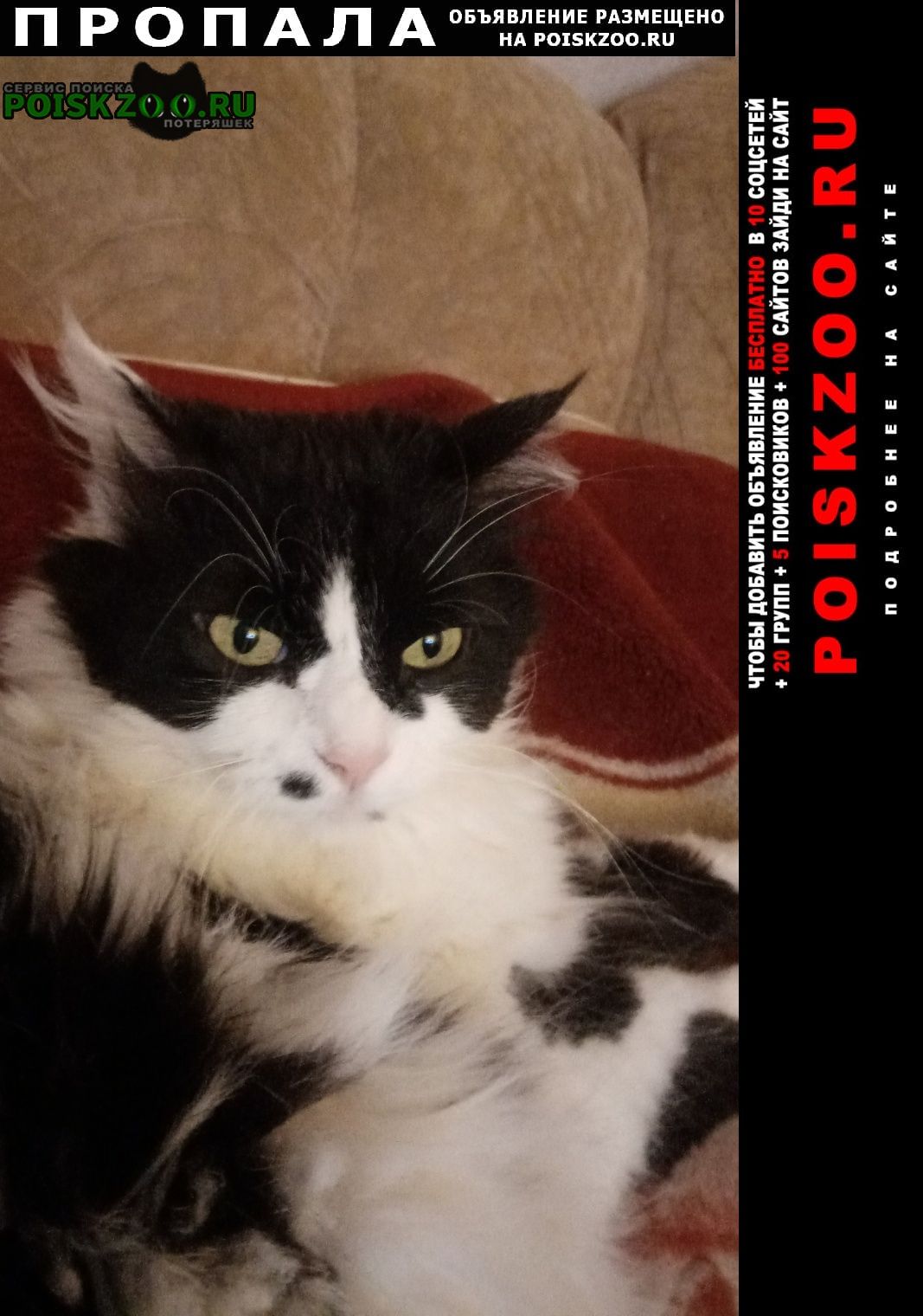 ���� ������� �����