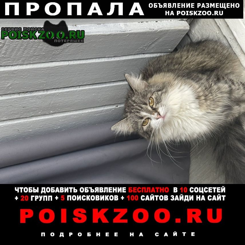 ���� ������� �����