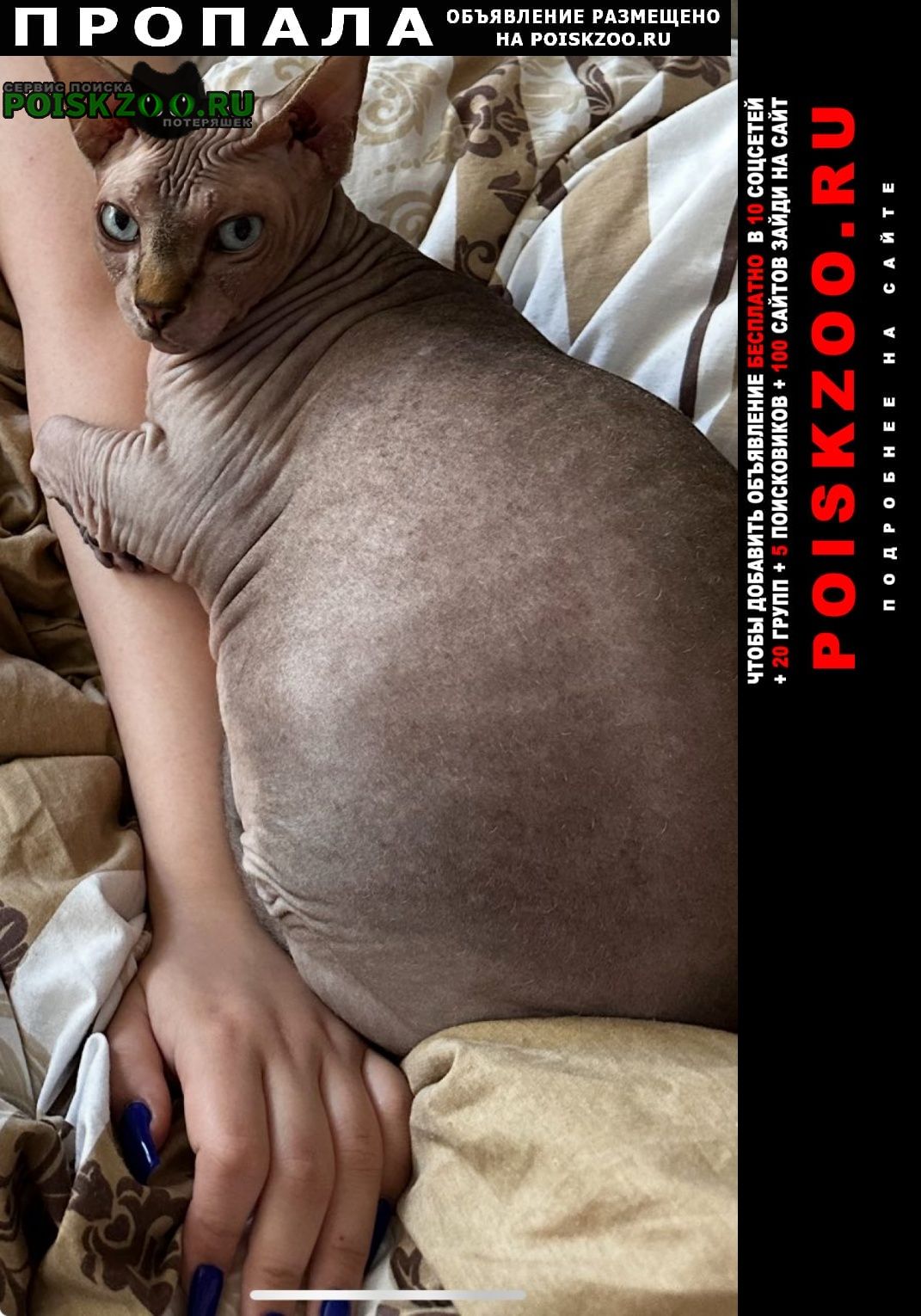 ���� ������ ���