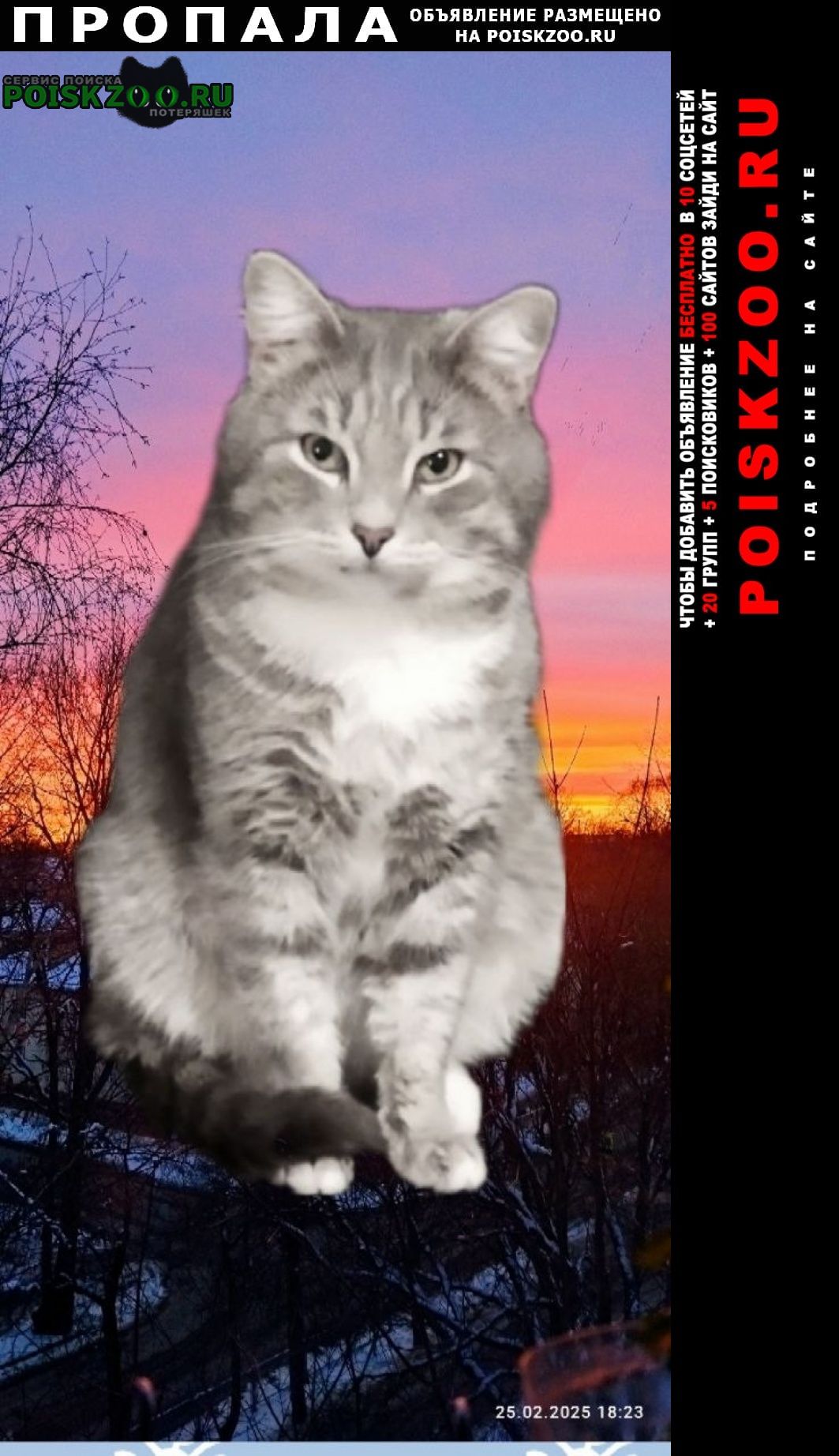 ���� ������ ���