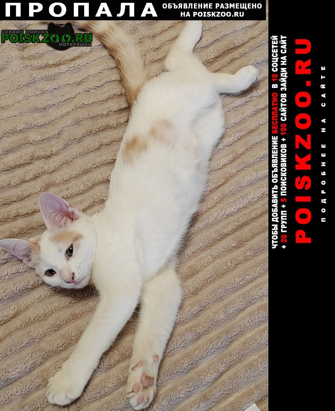 ���� ������ ������