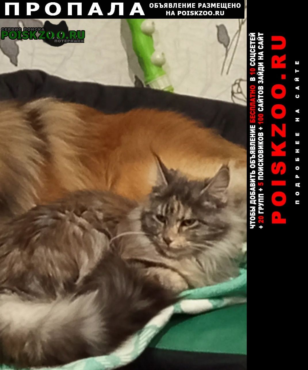 ���� ������� �����