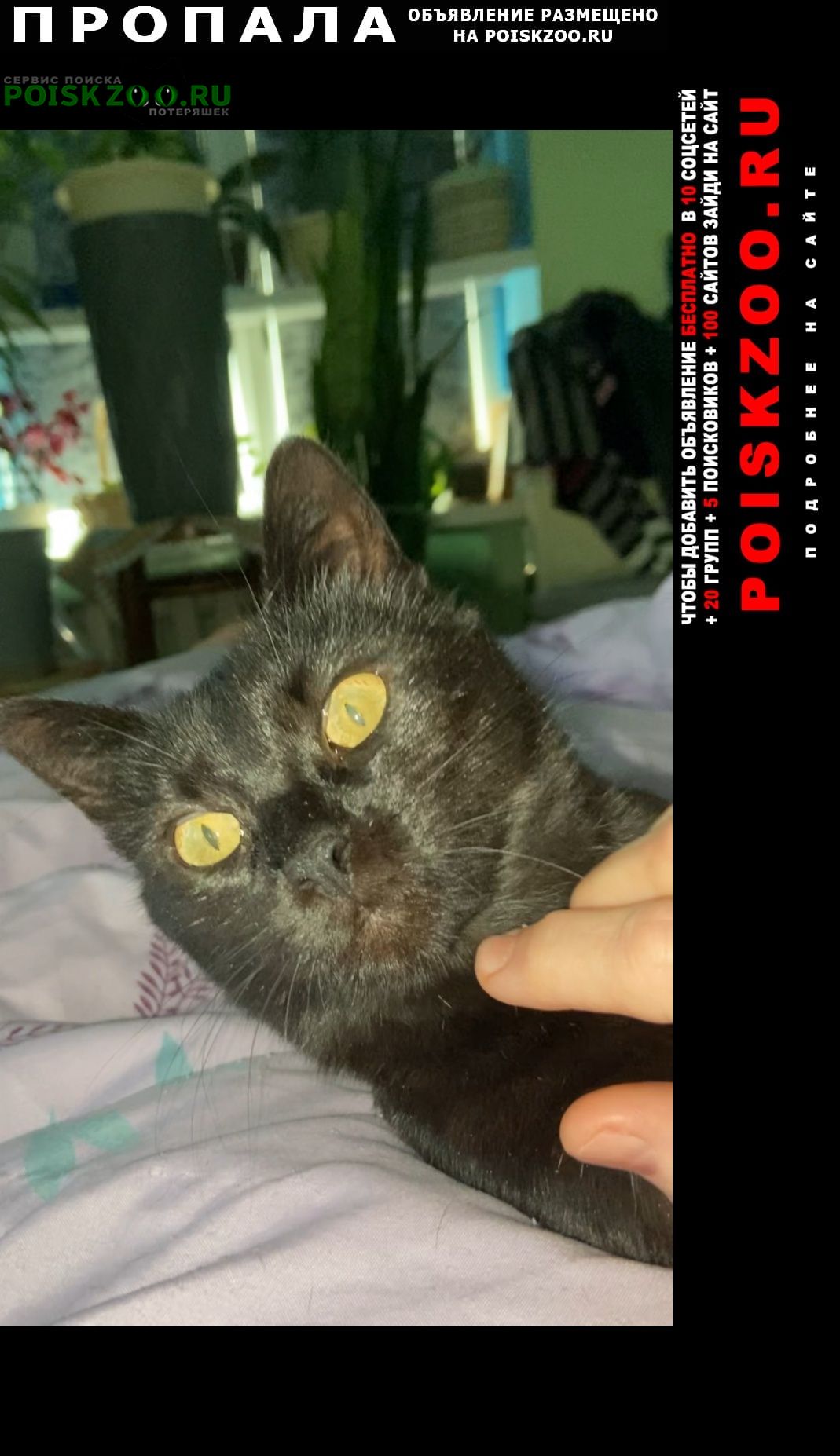 ���� ������� ����� ������ ������������