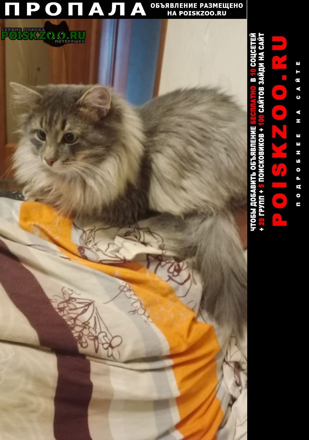 ���� ������ ���