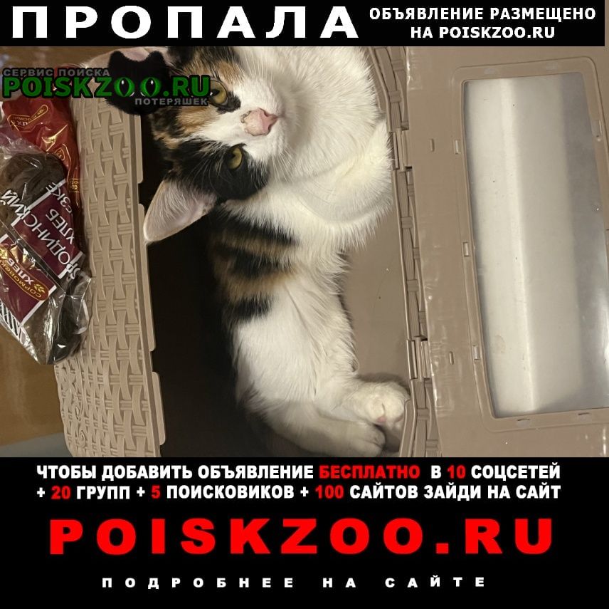 ���� ������� �����