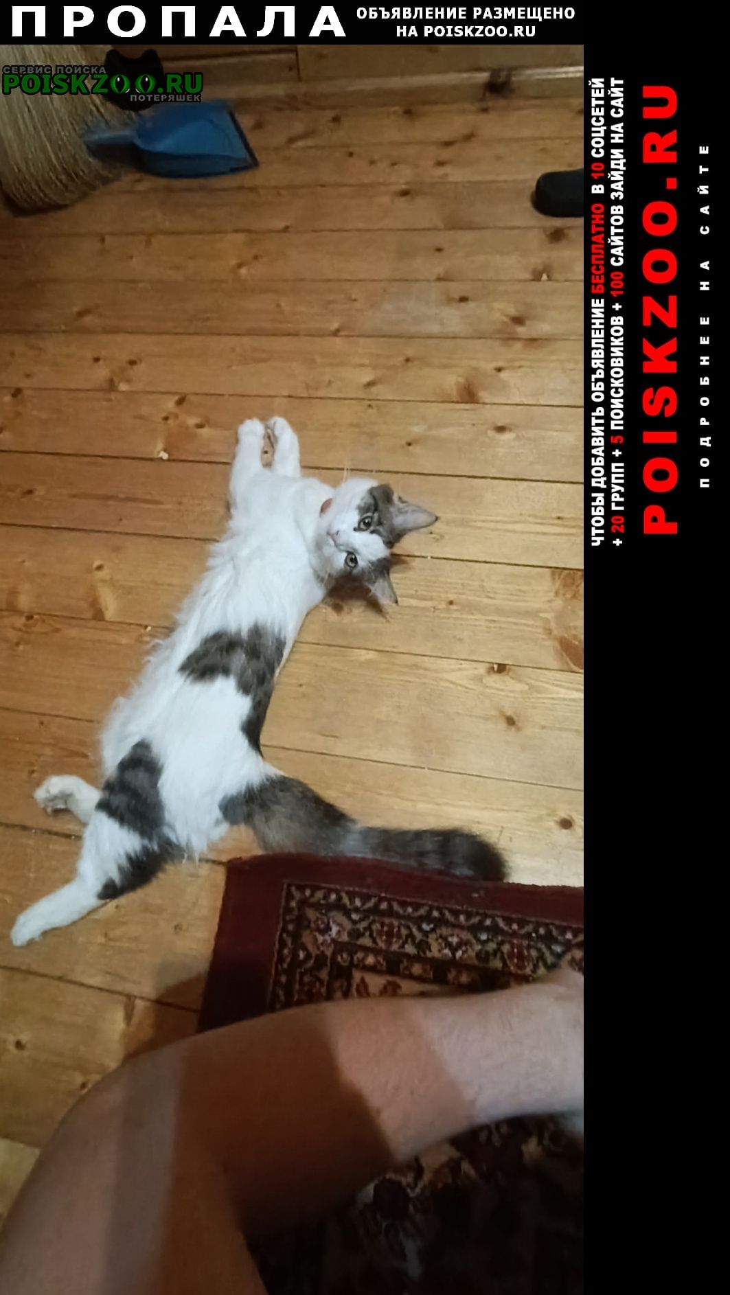 ���� ������� �����