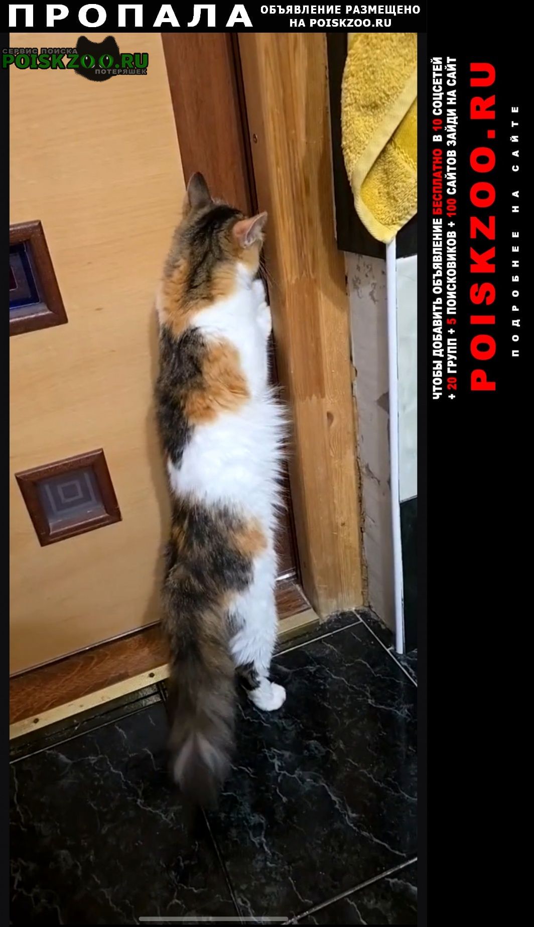 ���� ������� �����