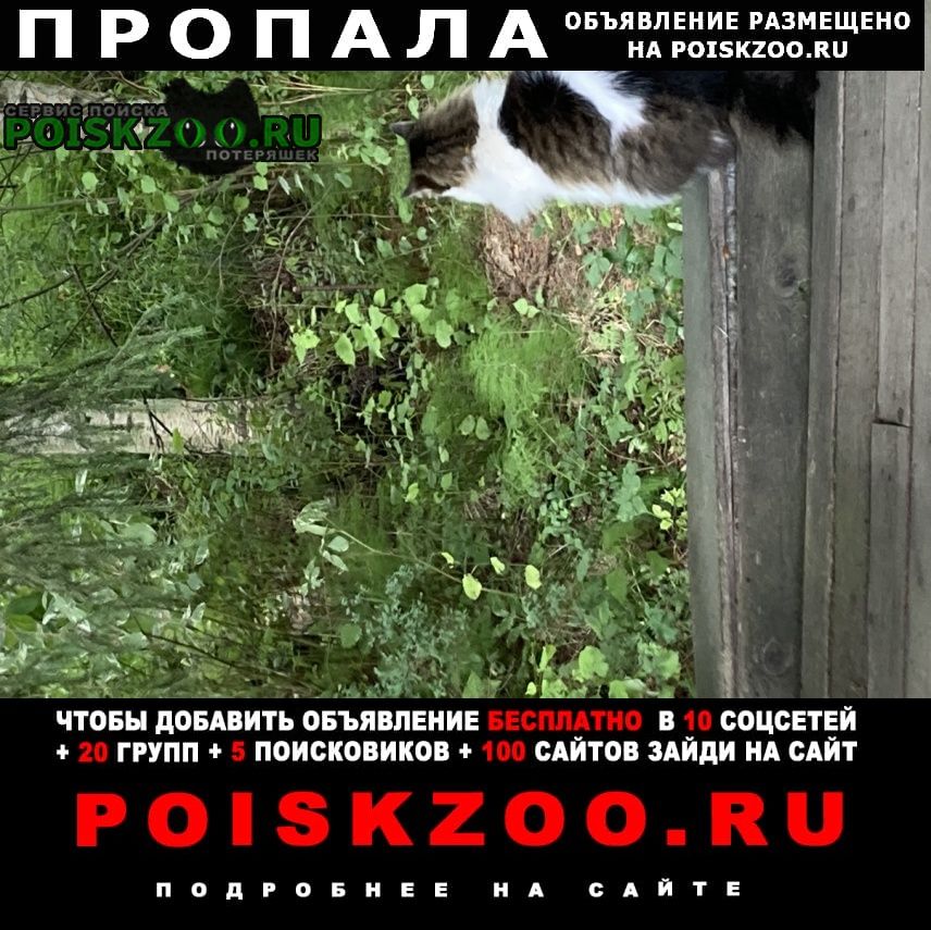 ���� ������ ��� - �������, ��������