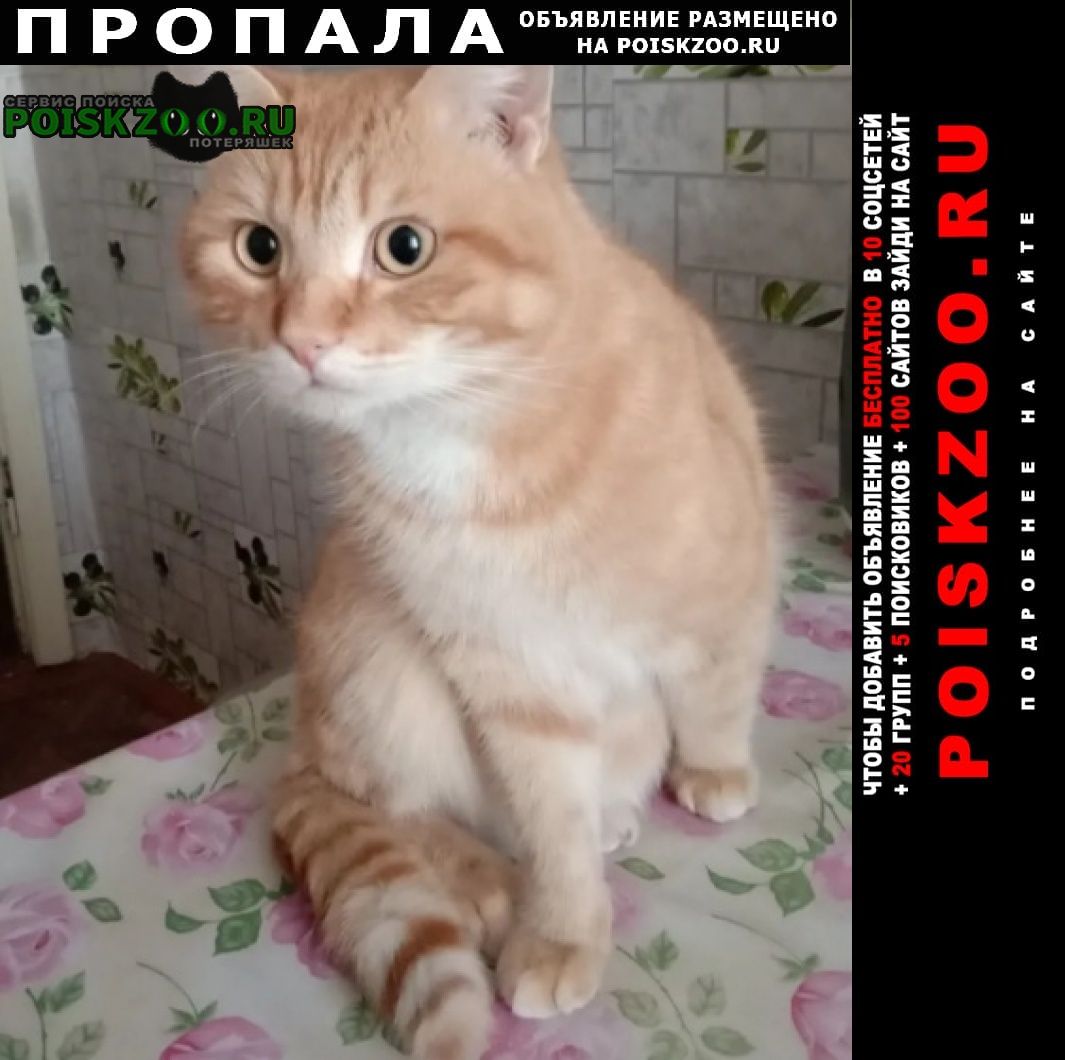 Кетово Пропал кот рыжий