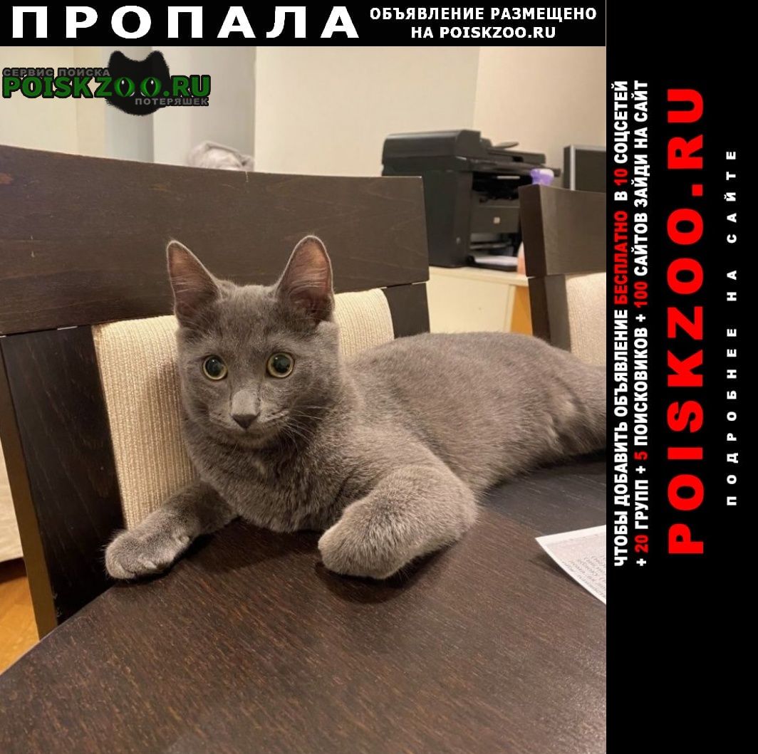Пропала кошка вознаграждение 5000 Москва