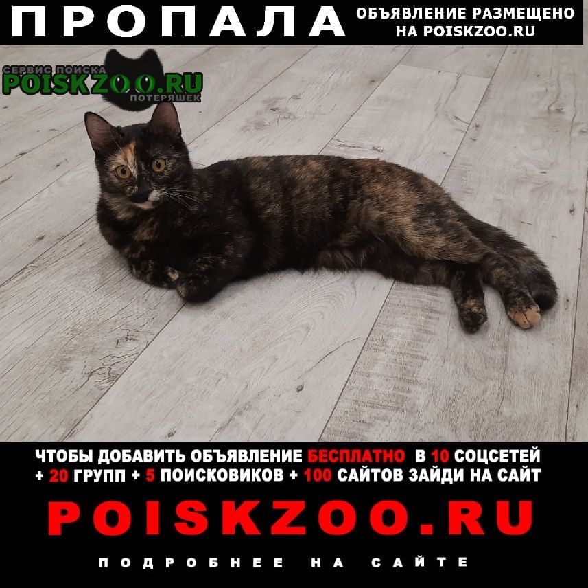 Пропала кошка Волгоград