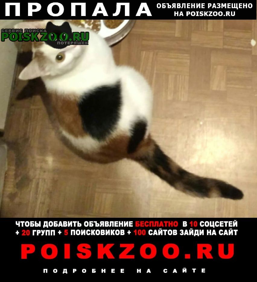 Пропала кошка костромской проспект, 31 Санкт-Петербург