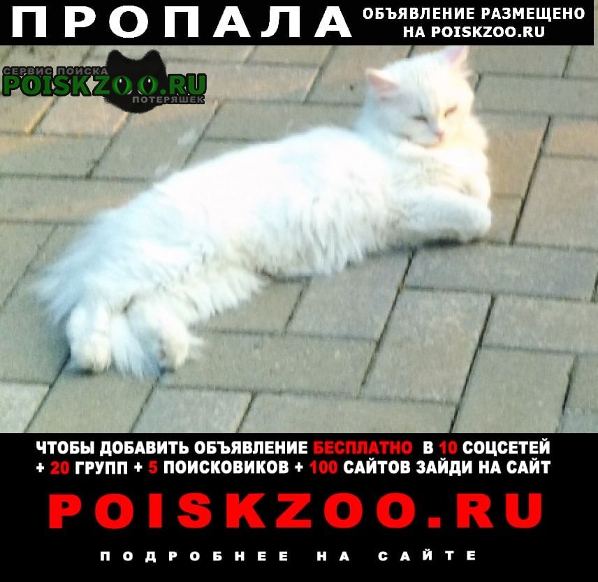 Новороссийск Пропала кошка