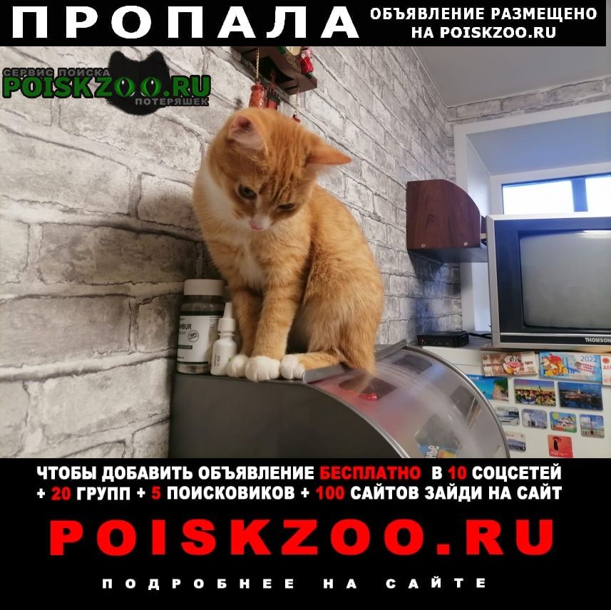 Ярославль Пропала кошка