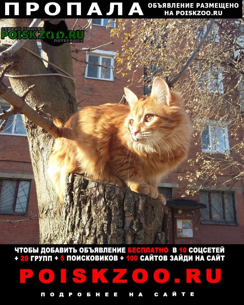 Домодедово Пропала кошка в районе восточной 10.к2 рыжая к