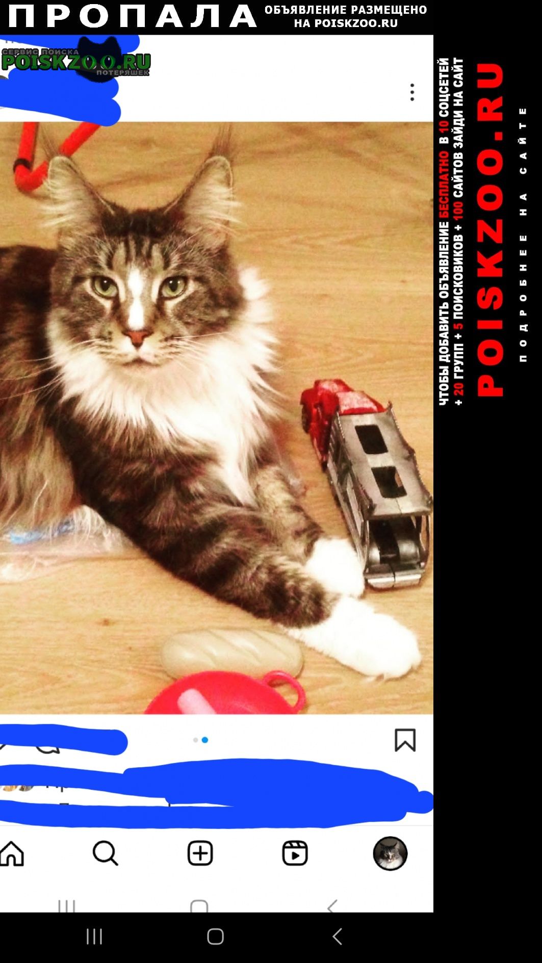 Пропал кот мейн-кун, кастрат. 8 лет, белоозерски Белозёрский