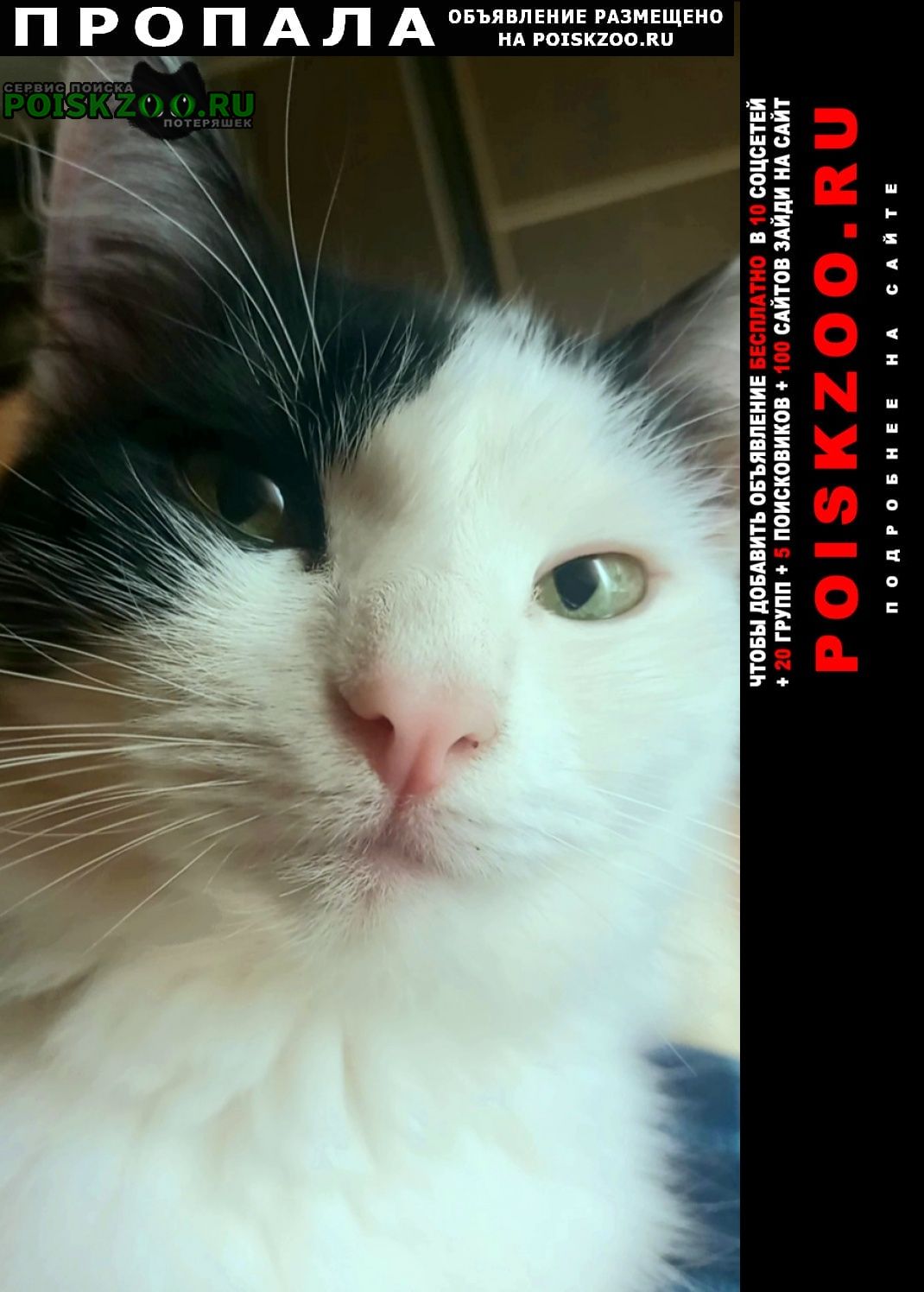 Красногорск Пропала кошка потерялась черно белая, госпиталь