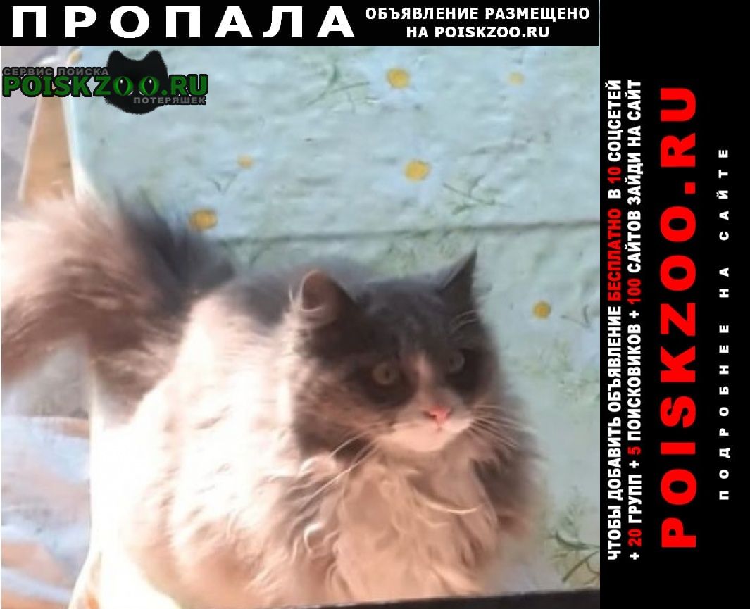 Пропала кошка дуся Алматы (Алма-Ата)