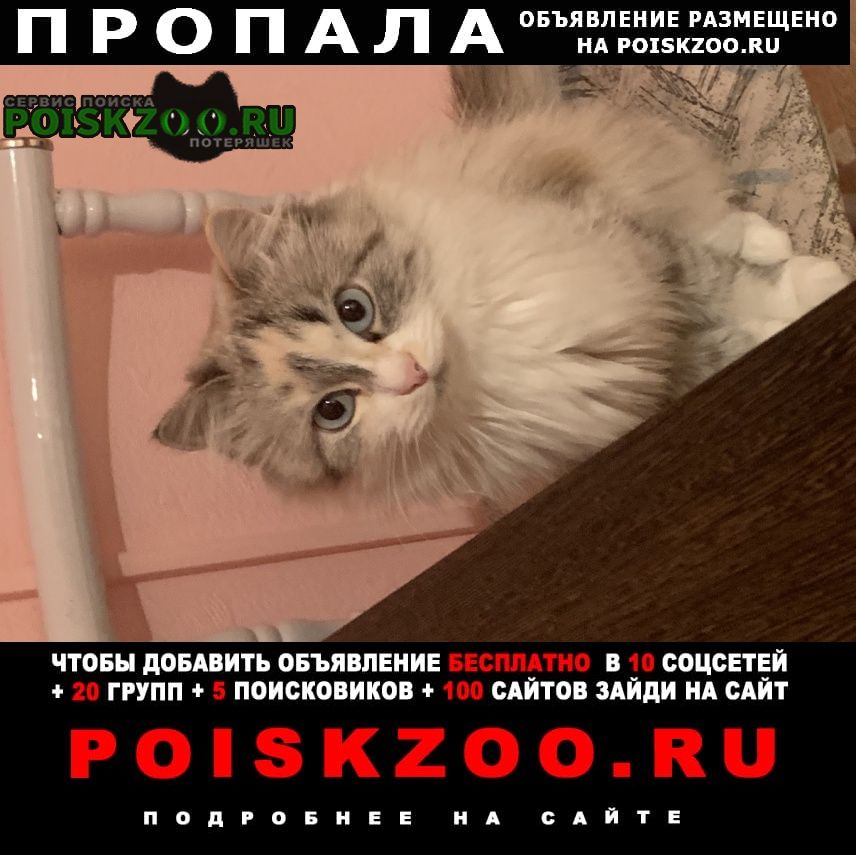 ���� ������� �����