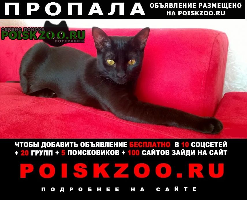 Пропала кошка 25 октября 2022 Казань