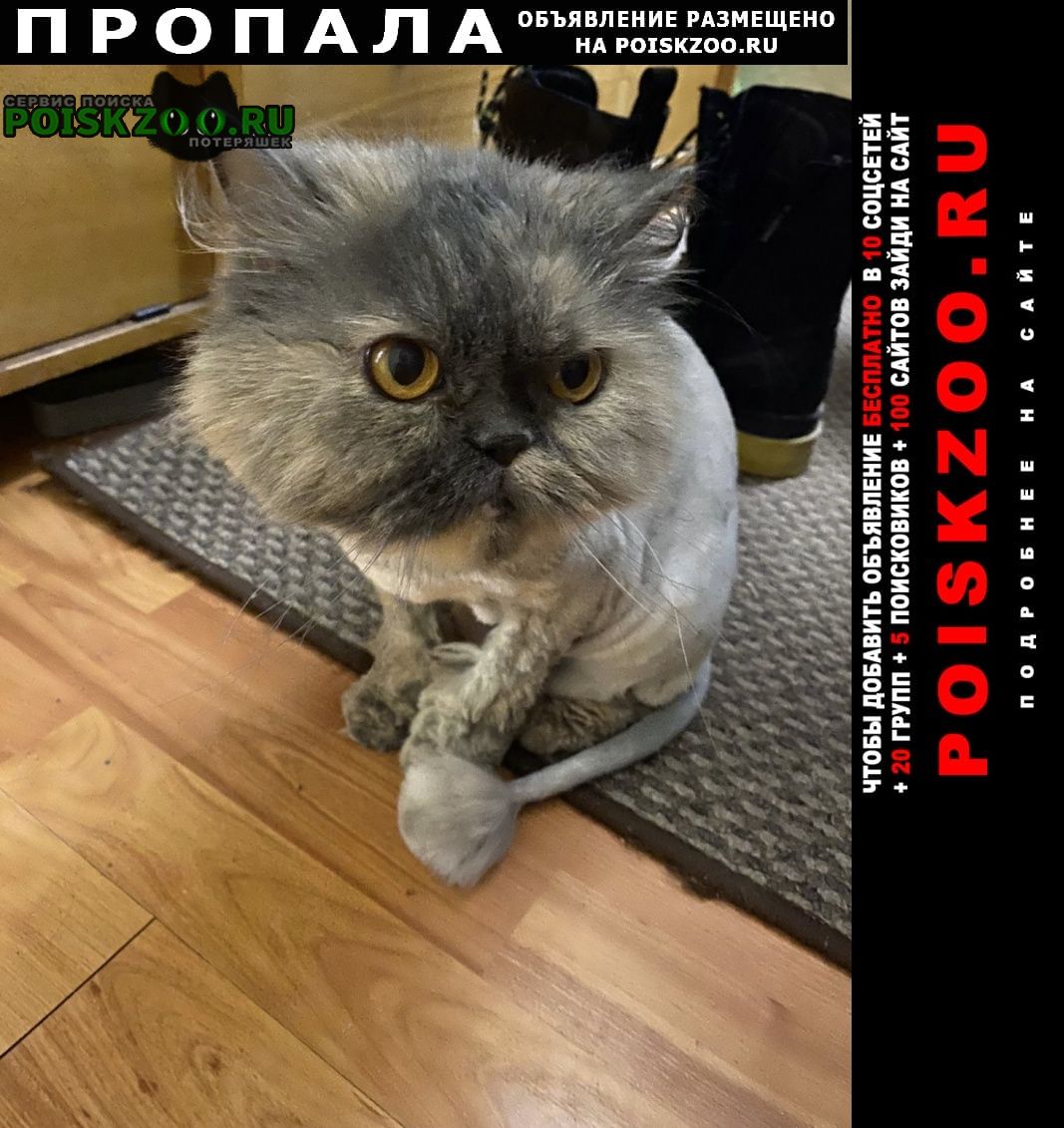 Пропала кошка персидская, серая, стриженная Санкт-Петербург