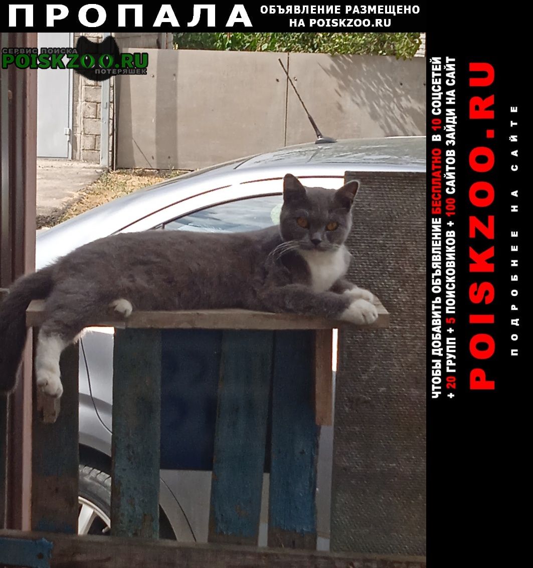 Пропала кошка Невинномысск