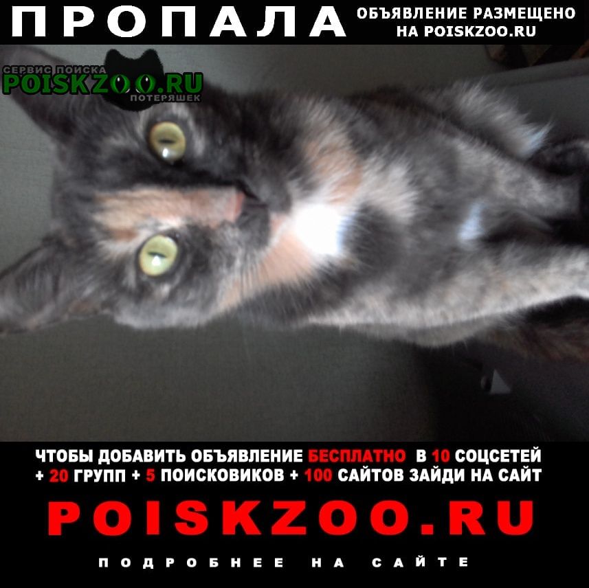 Пропала кошка Нижнекамск