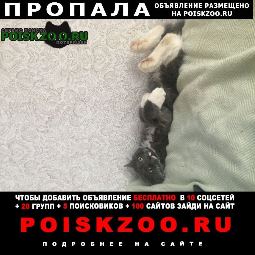 Пропал кот ричард деревня ивачково Чехов