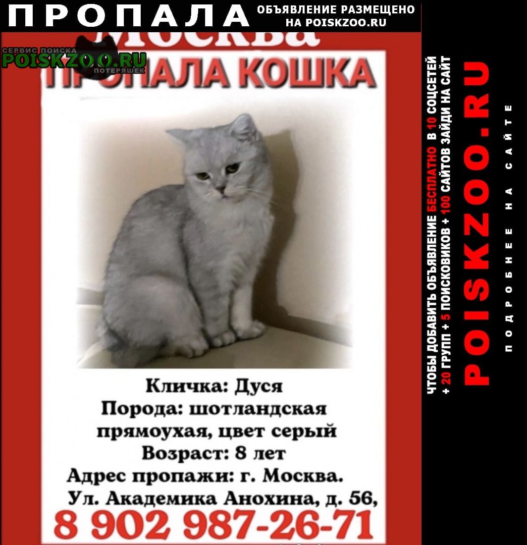Пропала кошка помогаю информационно Москва