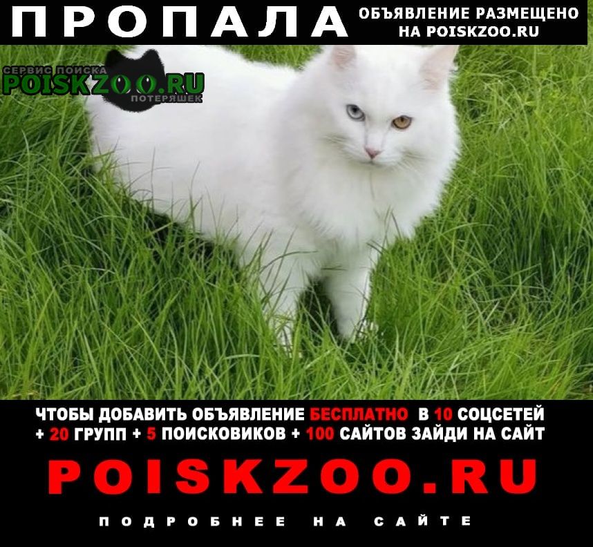 Кстово Пропал кот