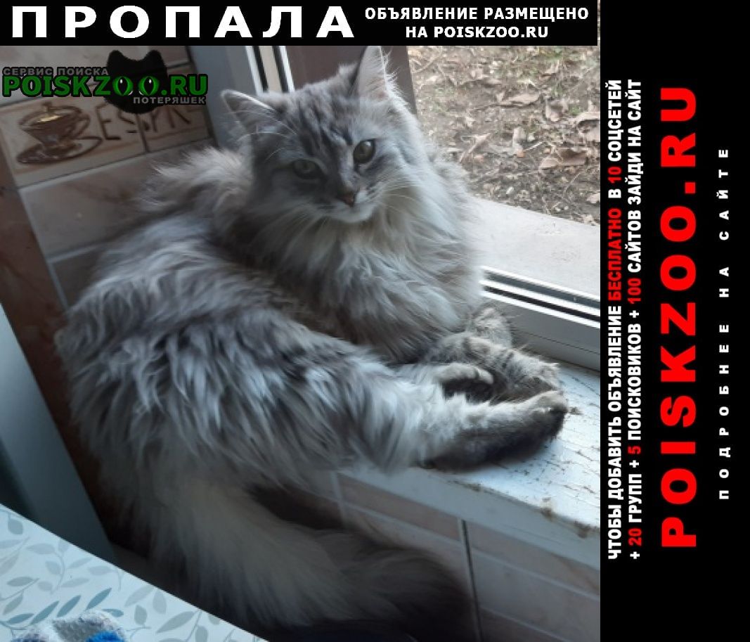 Пропала кошка мася, масяня 11 месяцев Таганрог