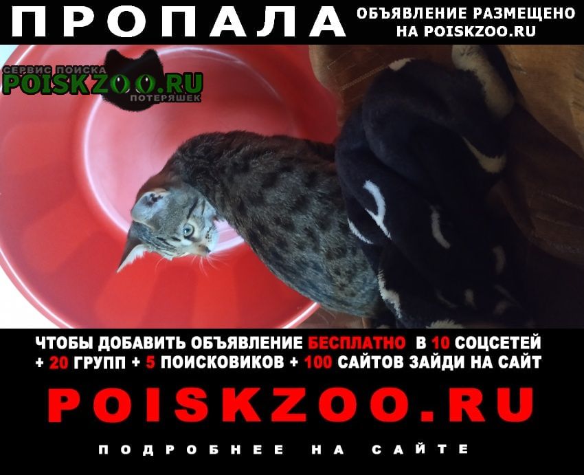 Ярославль Пропал кот. откликается на имя котя.