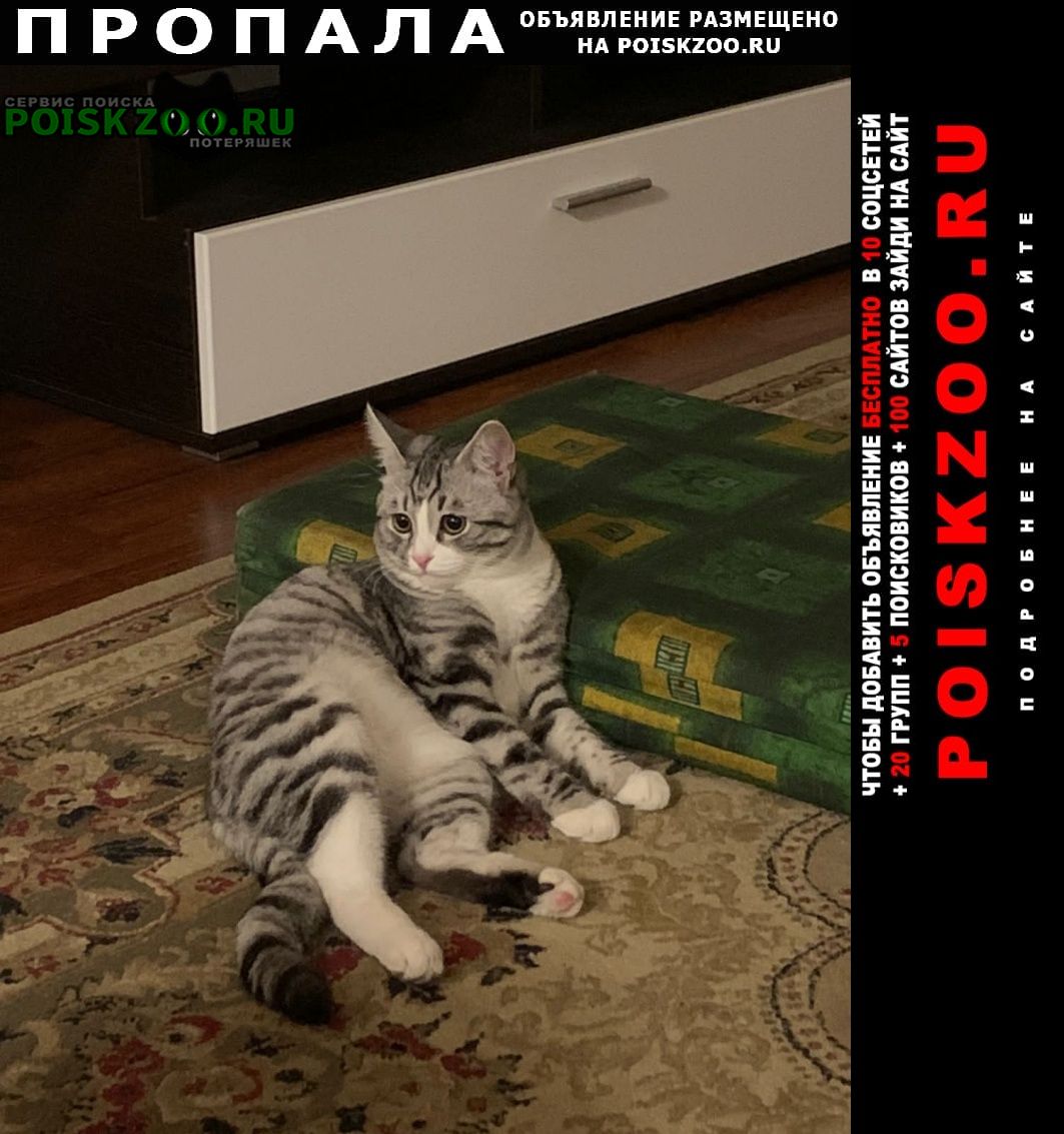 Пропал кот домашний Москва