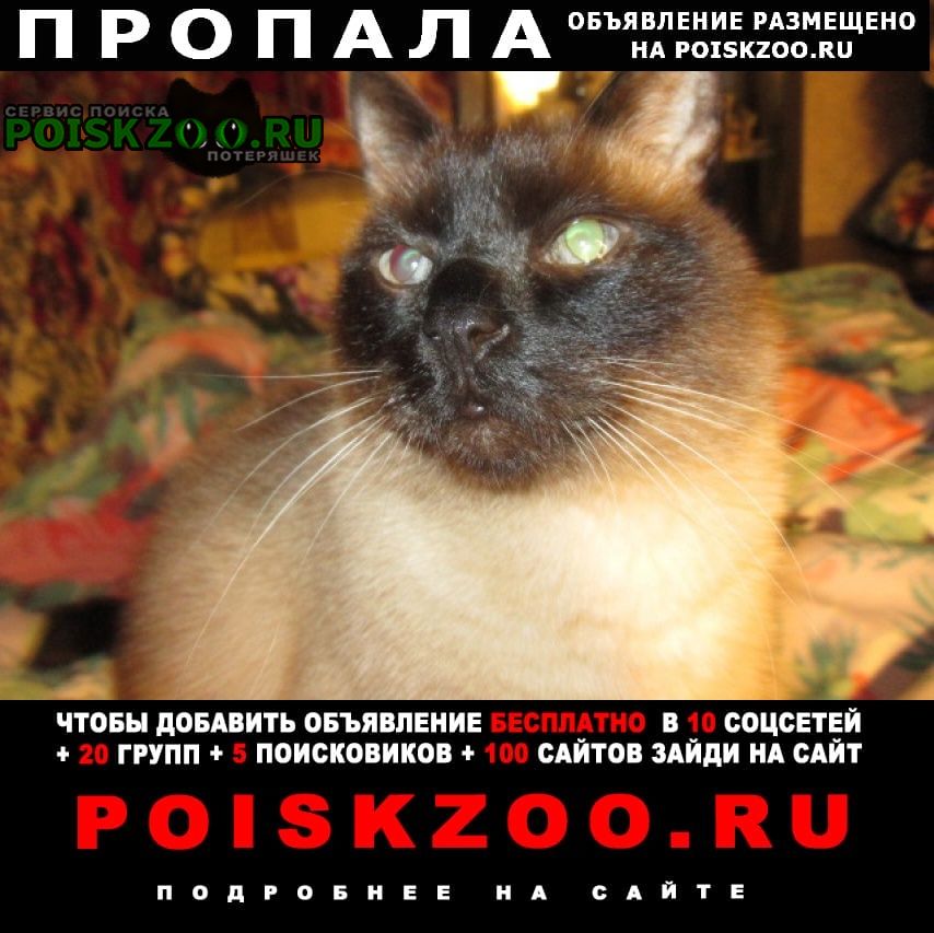 Пропал кот убежал сиамский Москва