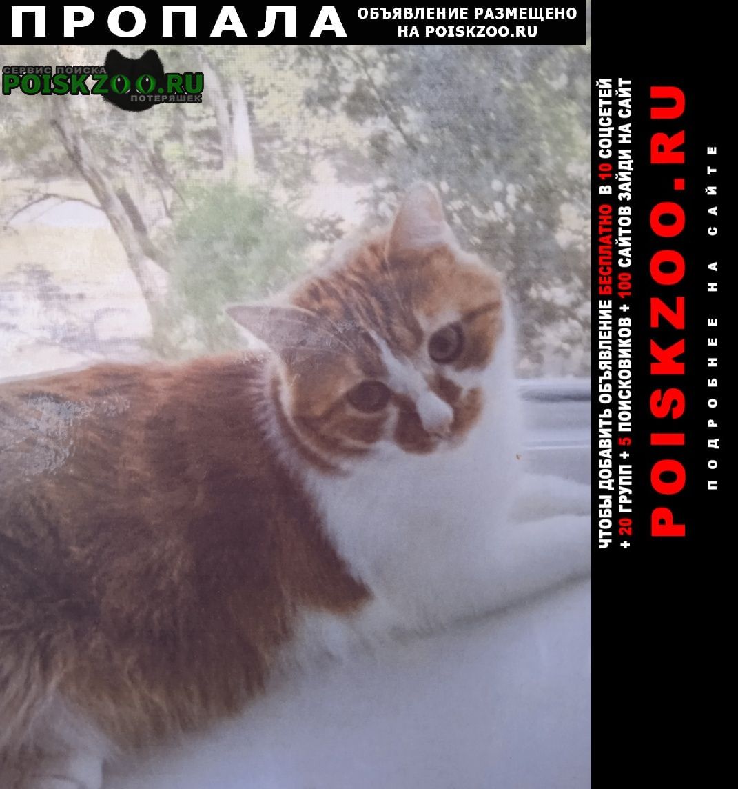 Пропал кот найдите за вознаграждение Мариуполь