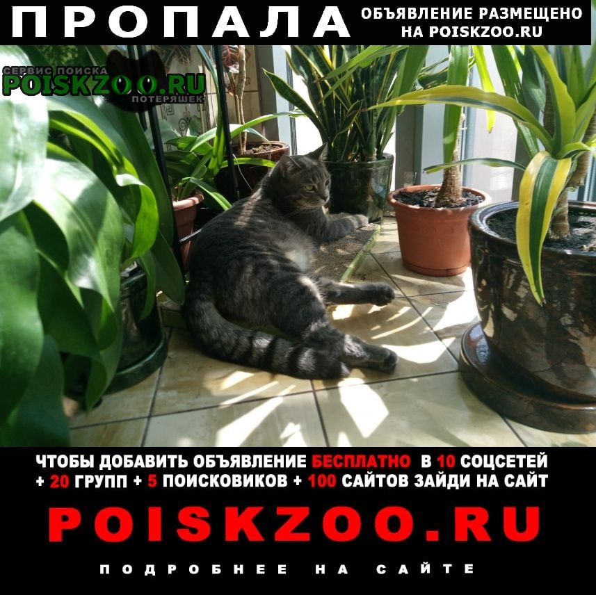 Пропала кошка в лахте 16 августа и кот и кошке Санкт-Петербург
