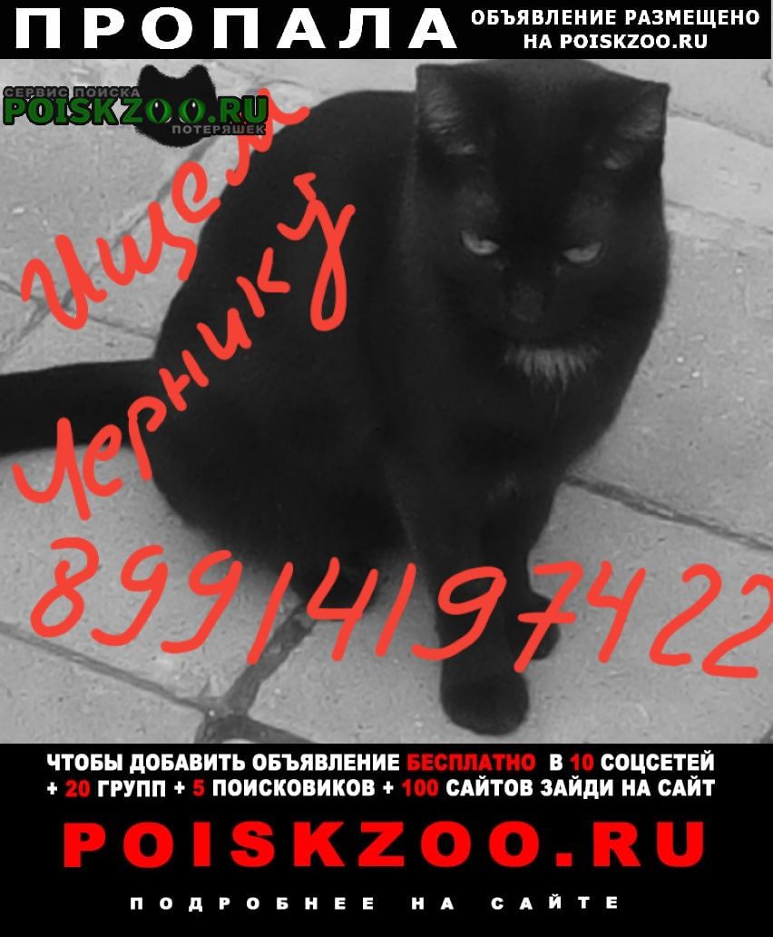 Пропала кошка черная в е Новороссийск