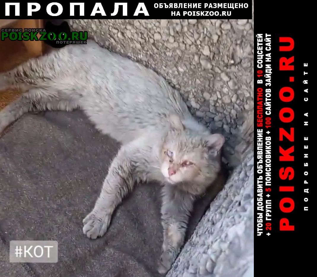 Пропал кот белый стриженный с одним глазом Новокузнецк