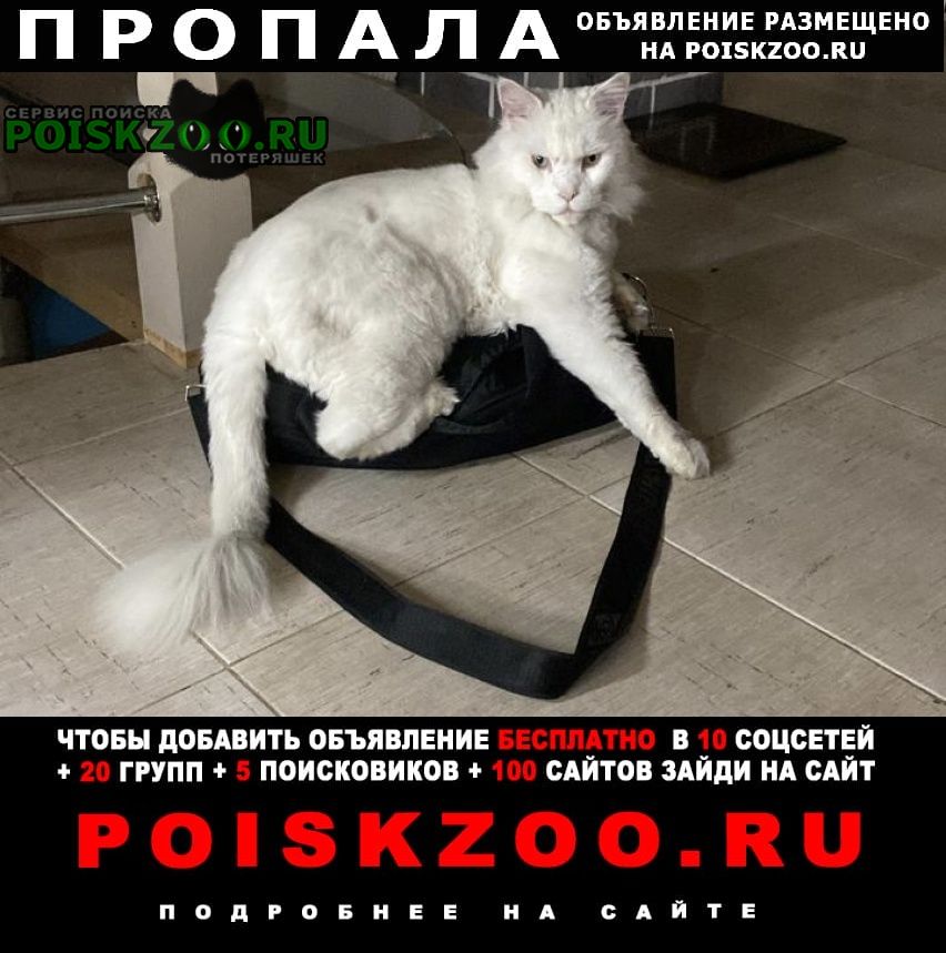 Пропал кот белый кот 6 лет Красногорск