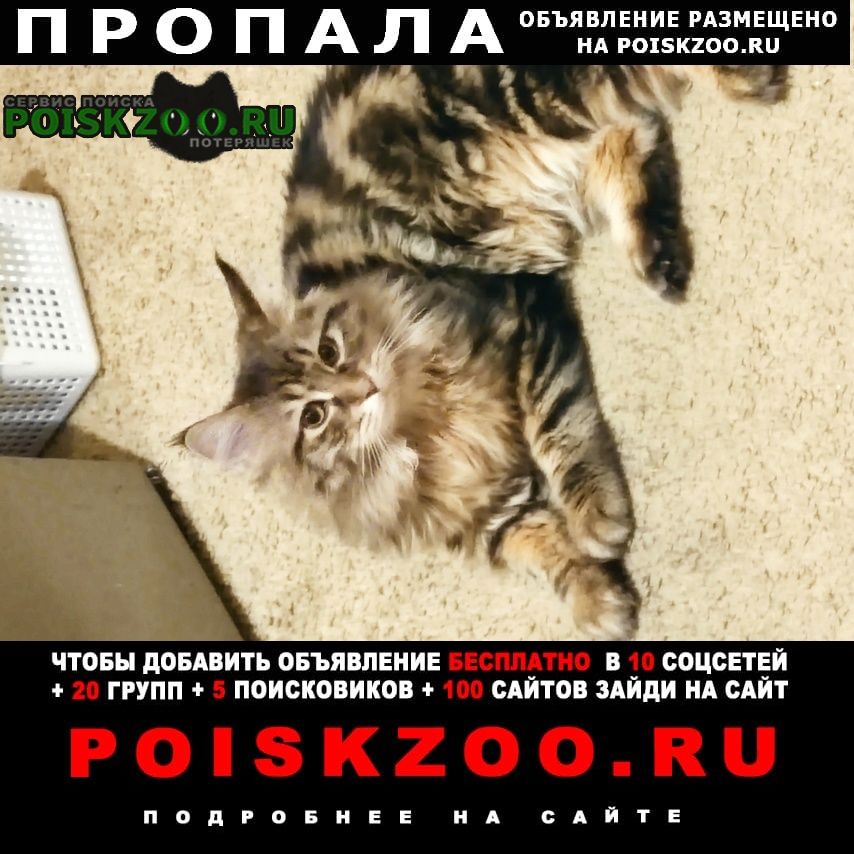 Пропал кот попал котенок на улице мира д 4 Владимир