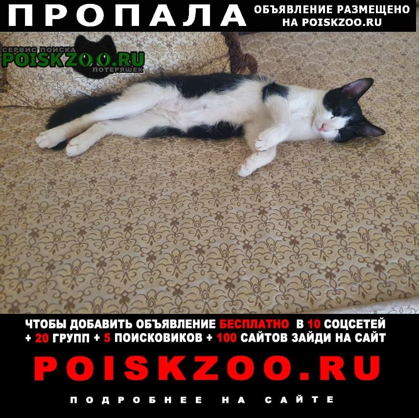 Пропал кот 10 декабря Краснодар