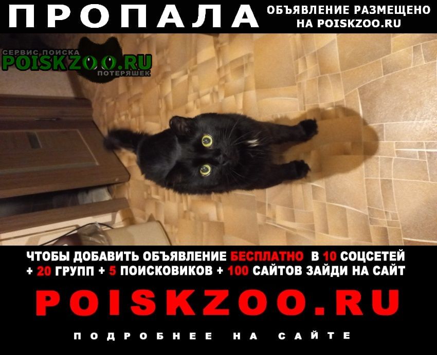 Пропал кот Хабаровск