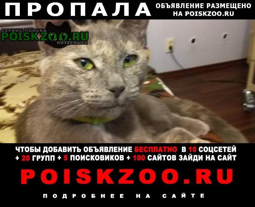 Пропала кошка Дорохово