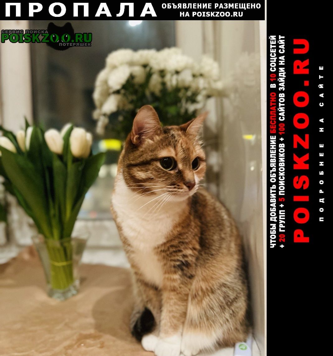 Пропала кошка рыжая с белой грудкой Москва