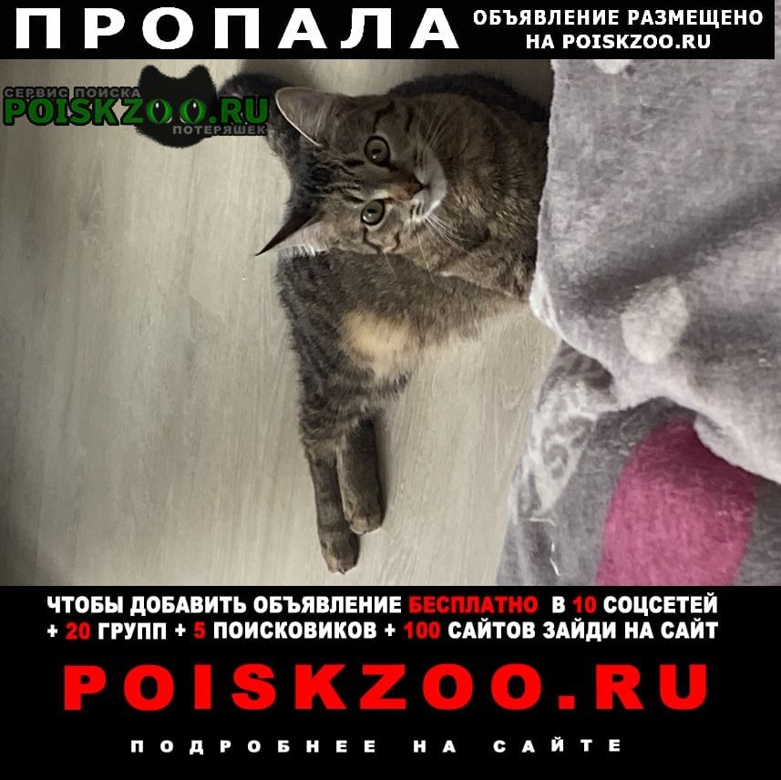 Пропала кошка самая любимая кошка Екатеринбург