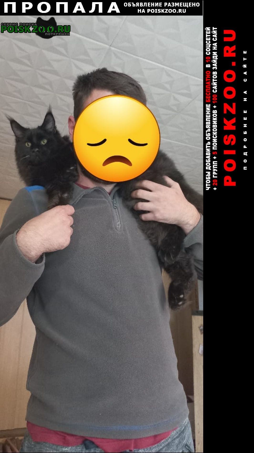 Пропал кот чёрный мейн-кун Екатеринбург